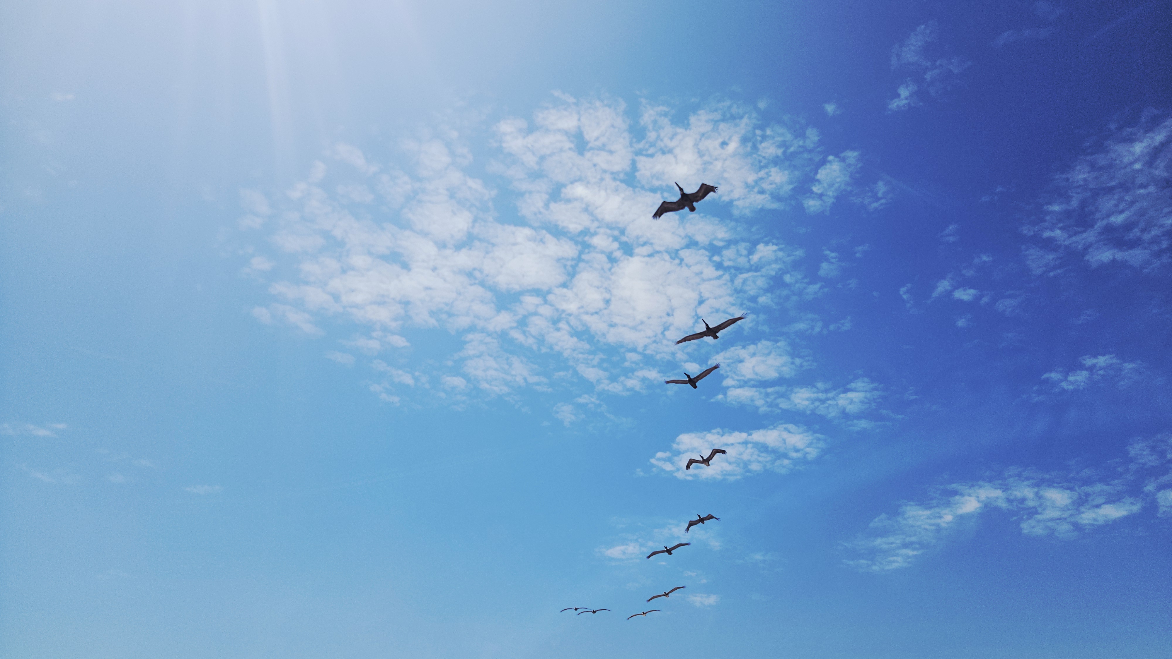 A flock of pelicans flying in formation across a bright blue sky with scattered clouds